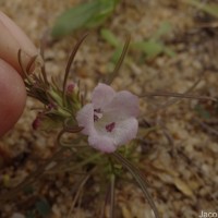 Parasopubia delphiniifolia (L.) H.-P.Hofm. & Eb.Fisch.